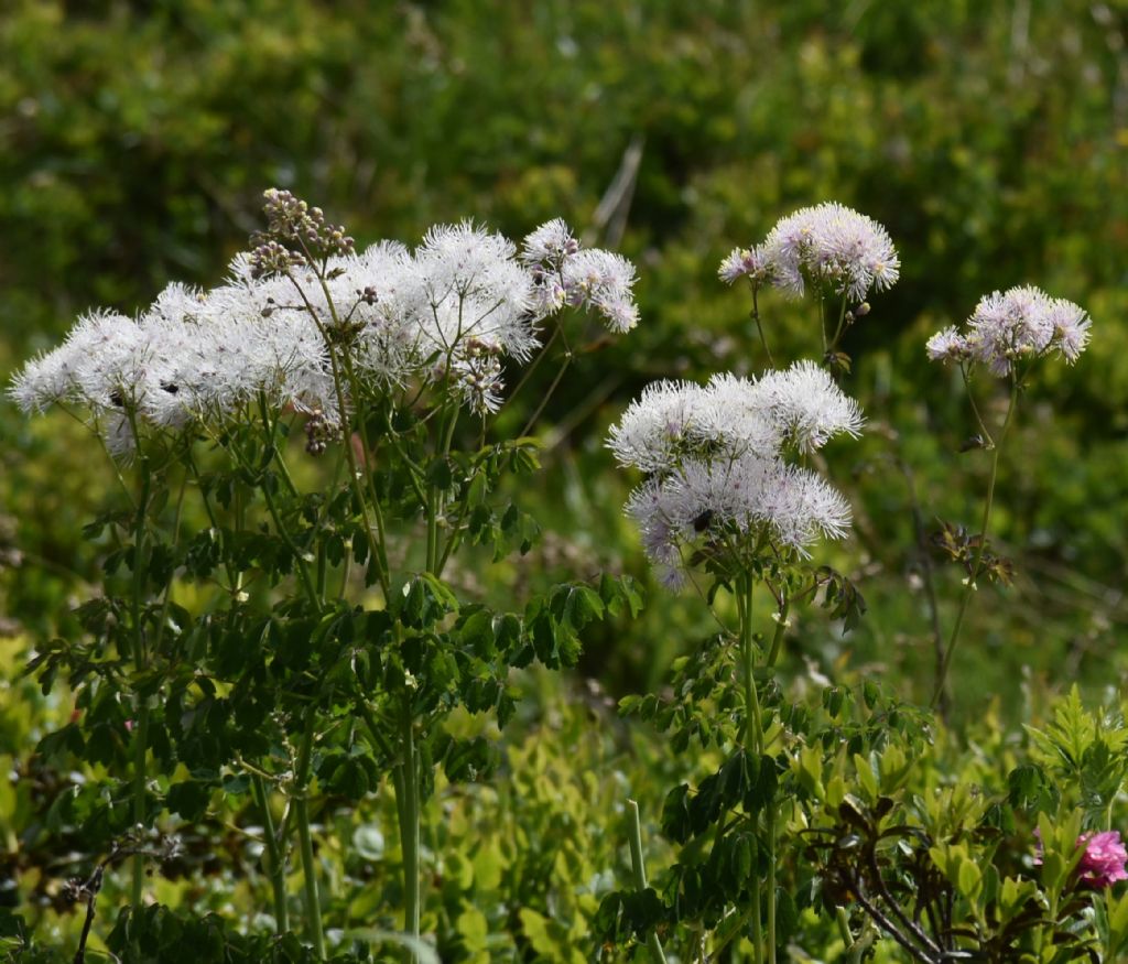 Thalictrum aquilegiifolium (Ranunculaceae)